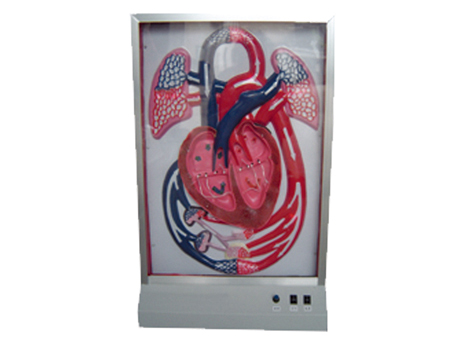 SD-095 33218�Ĳ��cѪҺѭ�h(hu��n)ģ��